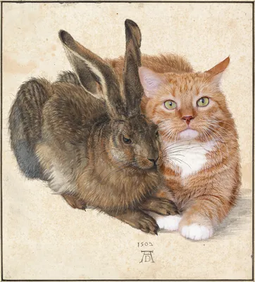 Заяц и кот фото
