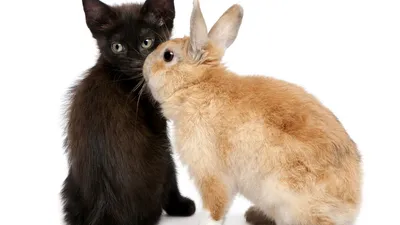 Два Котята В Пасхальный Заяц Уши — стоковые фотографии и другие картинки  Домашняя кошка - Домашняя кошка, Пасха, Кролик - животное - iStock