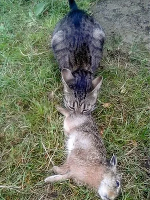 Кошка в Белоруссии ловила зайцев. Ее хозяина чуть не оштрафовали - BBC News  Русская служба