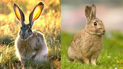 Заяц кролик фото фото