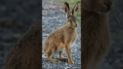 Чем кролик отличается от зайца