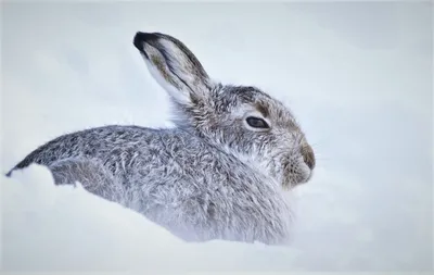 Кролик заяц bunny rabbit | Кролик, Заяц