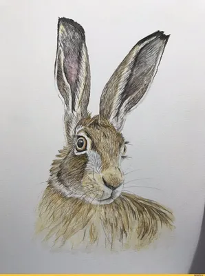 Источник / animal art :: Lisa Wellwood :: заяц :: art (арт) / смешные  картинки и другие приколы: комиксы, гиф анимация, видео, лучший  интеллектуальный юмор.