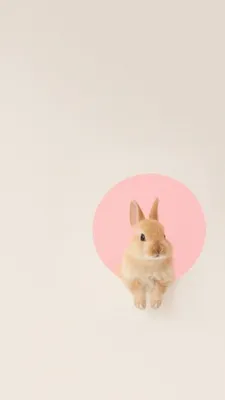Заставки на телефон с супер милыми кроликами | Самые милые животные,  Крольчата, Щенки корги