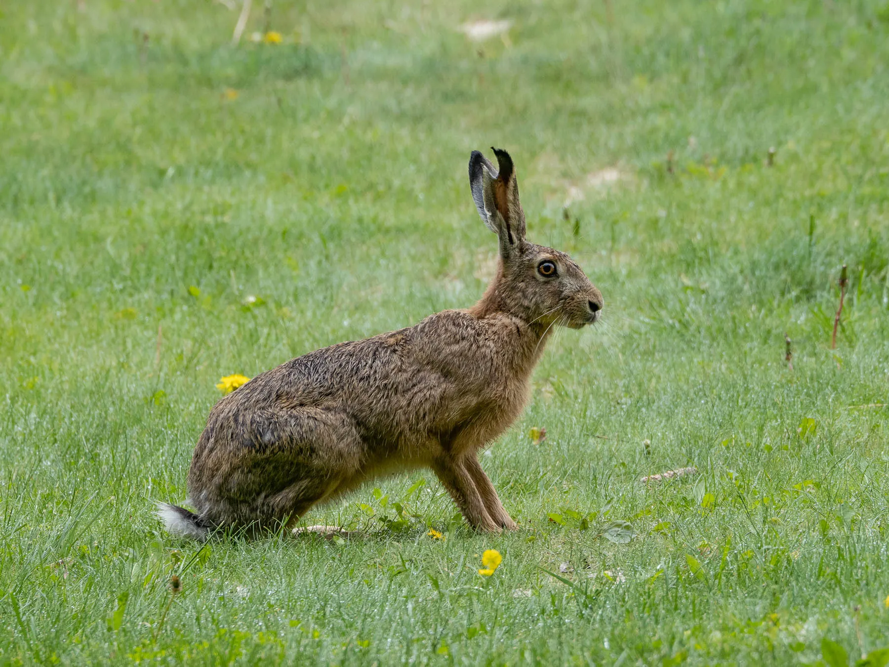 Заяц русак кратко. Заяц Русак (Lepus europaeus). Ареал зайца русака. Заяц Русак Астраханского заповедника. Заяц Русак фото.