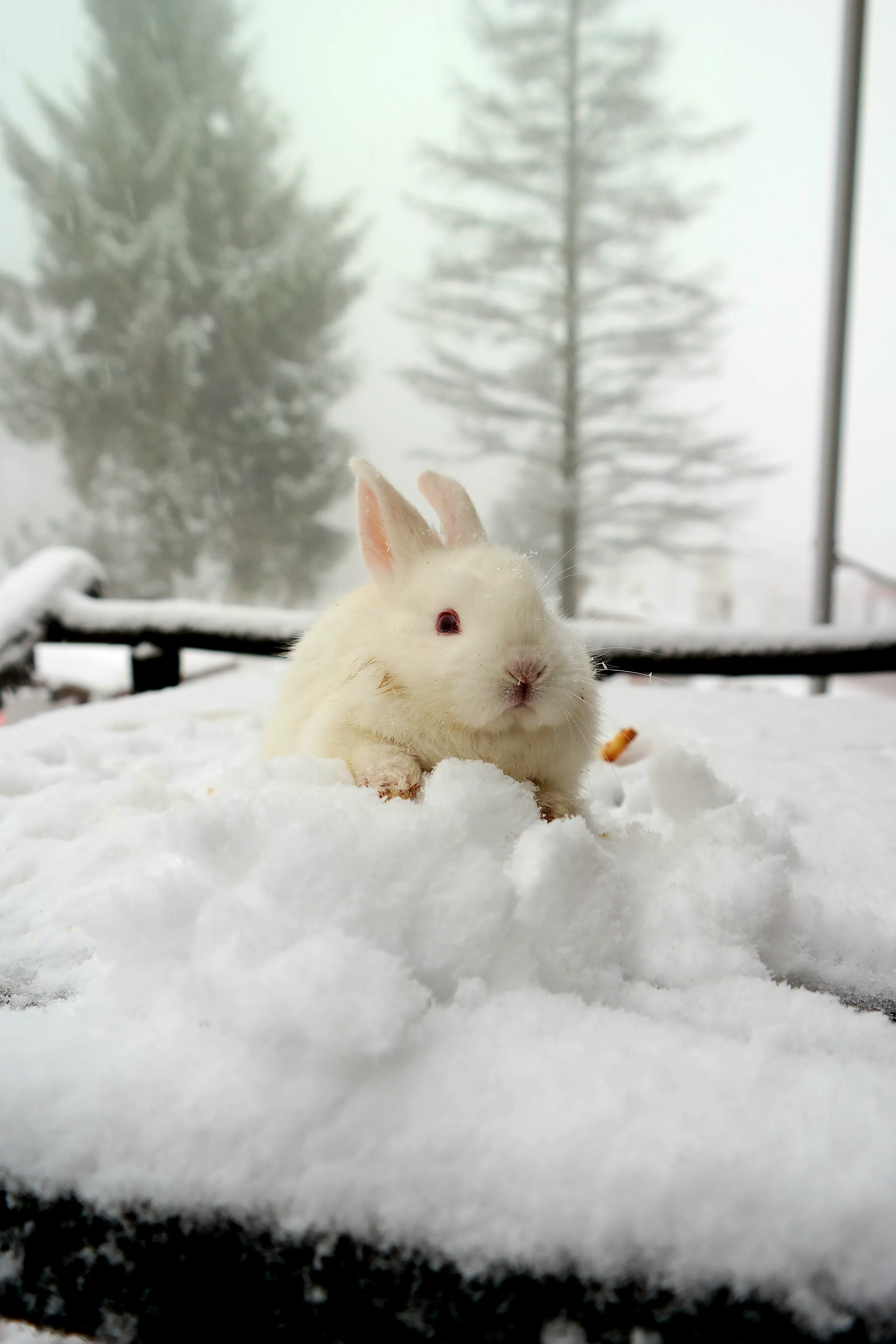 Зайка снегом. Заяц зимой. Кролик в снегу. Кролик зима. Кролик зимой.