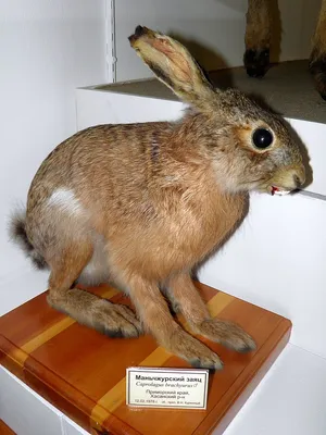 Маньчжурский заяц — Википедия