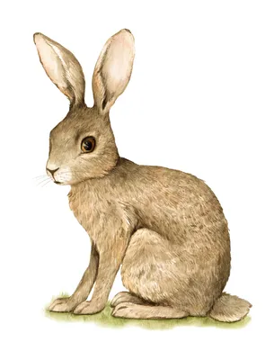 Иллюстрация Акварельный реалистичный заяц в стиле живопись |