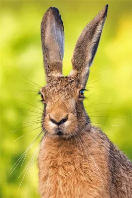 Лицо зайца - 63 фото