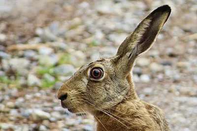 Распорядок дня зайца: чем небольшой, но хитрый зверёк занимается в лесу |  Приключения натуралиста | Дзен