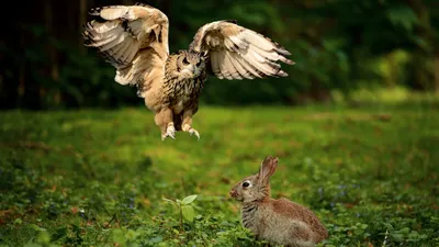 Зайца картинка #475151 - Хищная сова охотится на серого зайца - обои для  рабочего стола, картинки, фото - скачать