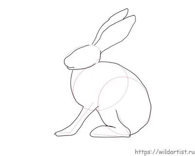Как нарисовать зайца – ДИКИЙ ХУДОЖНИК