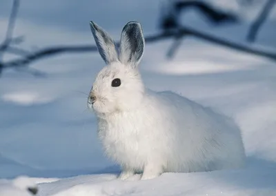 Жителей Мегиона в ХМАО рассмешило появление странной фигуры зайца из снега