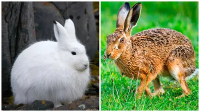 Чем отличается заяц-беляк от зайца-русака - «Как и Почему»