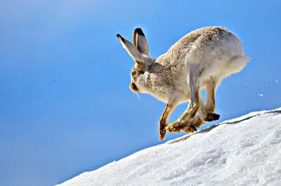 Несколько интересных особенностей зимовки зайца | Пикабу