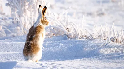 Заяц на зайца из снега - фото и картинки: 65 штук