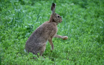 Популяция бурого зайца на юго-западе стабильна
