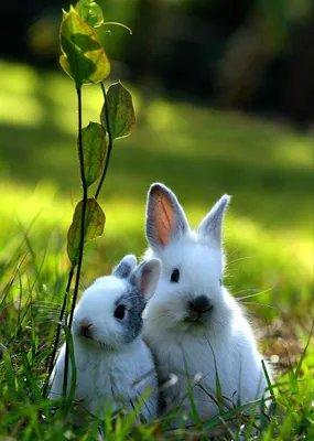 Два зайца - 47 фото