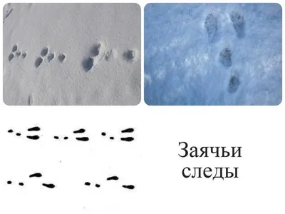 Как читать следы зайца на снегу: фото и видео