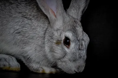 Глаза зайца (59 фото)