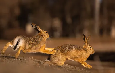Обои заяц, бег, пара, зайцы, два зайца картинки на рабочий стол, раздел  животные - скачать