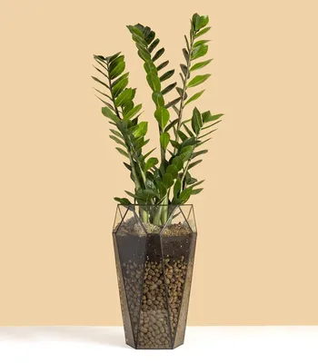 Купить растение Замиокулькас в напольном кашпо Морковка / Geo Glass