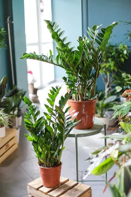 Замиокулькас (Zamioculcas) по выгодной цене в Минске, купить  Декоративно-лиственные растения с доставкой в интернет-магазине Cvetok.by