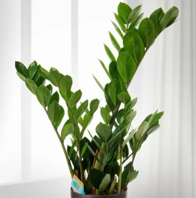 Замиокулькас декоративное растение, Комнатные и офисные растения