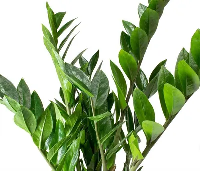Замиокулькас - вечнозеленый и неприхотливый
