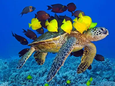 complicidad | Chelonia mydas - Green turtle / Tortuga verde … | Flickr