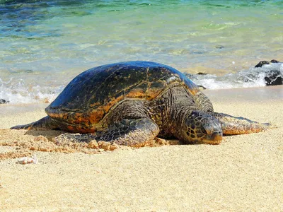 В Тихом океане обнаружена светящаяся черепаха