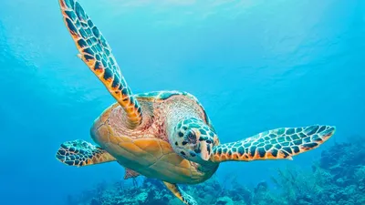 Protecting honu | Turtle Island Restoration Network