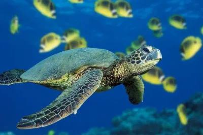Мир глазами морской черепахи - YouTube