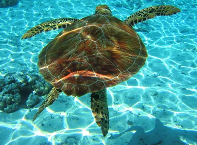 Зеленая черепаха (лат. Chelonia mydas)