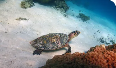 Turning Turtle - bioGraphic