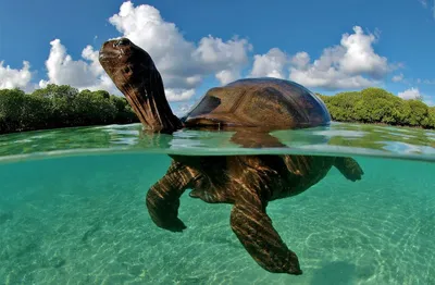 Green Turtle - The Australian Museum