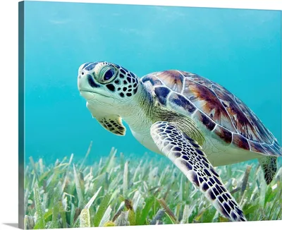 Green Turtle - Sea Turtle Alliance