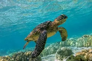 Green Sea Turtle – Wild Republic