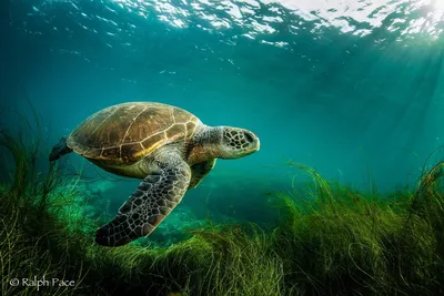 Green Sea Turtle | Burke Museum