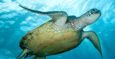 New Genetic Clues Could be Key to Saving Sea Turtles from Mysterious Disease