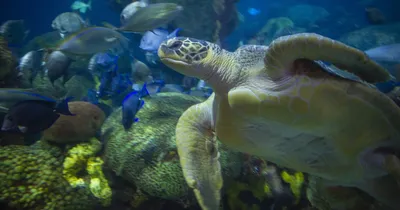 Adorable adult green sea turtle looking at camera. turtle is peeking head  above the choppy ocean. sun is setting behind the turtle. perspective is  right at the water line. 4k photo with