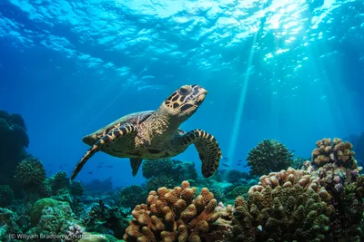 Tri Fakty. Три факты. - Зеленая черепаха или суповая черепаха —  единственный представитель рода зелёных черепах. В мире насчитывается  больше 10 «колоний» зеленых черепах! 1. Масса морских черепах — 70-200 кг.  Они