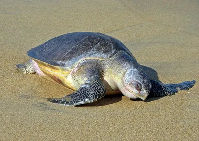 Green Turtle Research and Conservation in Southern California | NOAA  Fisheries