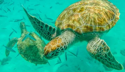 13 Fun Facts About Green Sea Turtles | Florida