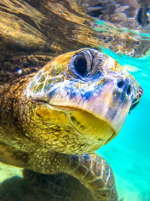 Endangered green turtles now increasing in numbers, study of Pacific coral  reefs finds | The Independent | The Independent