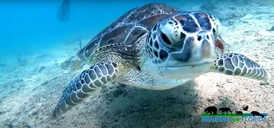 Морские черепахи. Подводные долгожители - YouTube