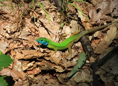 Зеленая ящерица | Lizard, Animals