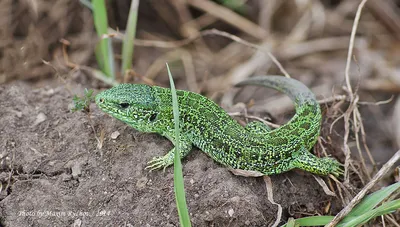 Зеленая ящерица (Lacerta viridis) - Paksi Tanösvények