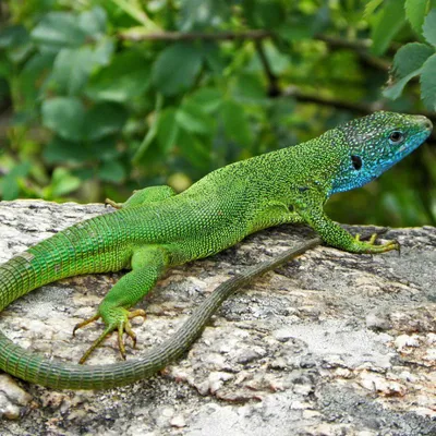 Ящерица зеленая - Lacerta viridis (L)