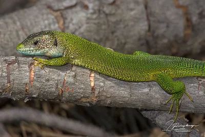 Ящерица зелёная (Lacerta viridis) :: Tutsan – Социальная сеть ФотоКто